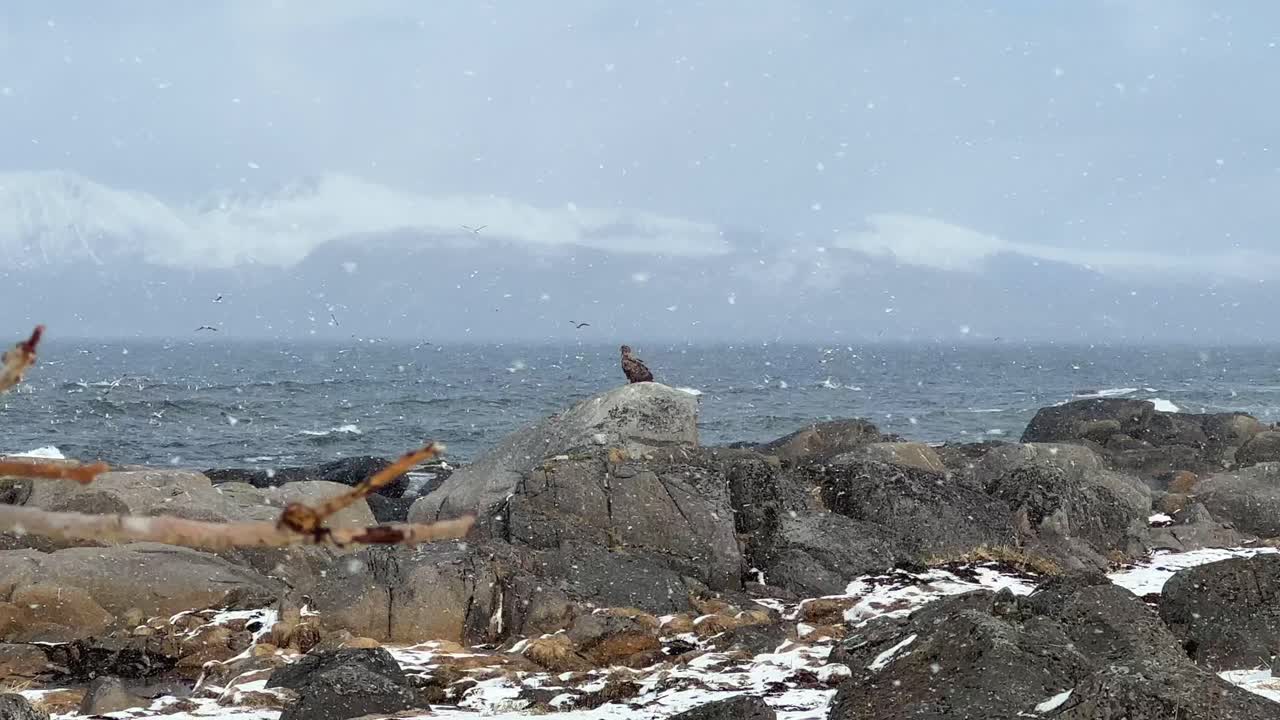 겨울 폭풍 동안 바다 근처 돌 위에 앉아 먹이를 찾고 있는 흰꼬리 독수리의 정적 샷