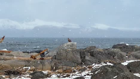 Static-shot-of-a-white-tailed-Eagle-sitting-on-a-stone-near-the-ocean-during-a-winter-storm,-looking-for-food