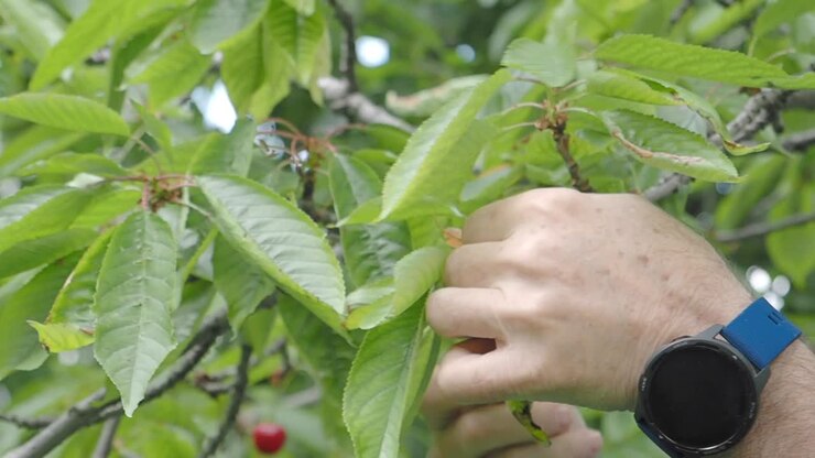 Cherry Picking