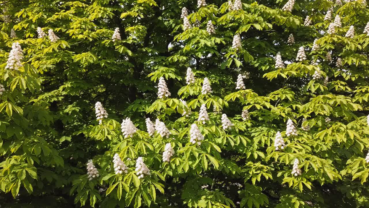 flores de castaño floreciendo en un árbol en un parque
