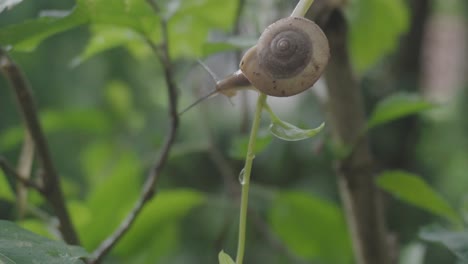 Un-Caracol-Bebe-El-Rocío-De-Una-Planta-Después-De-La-Lluvia.