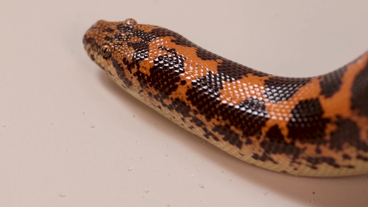 Extreme close-up of a Kenyan Sand Boa's head and orange-black scales moving across white surface