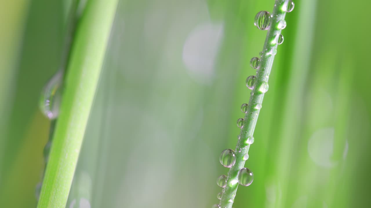el césped verde es un primer plano súper macro.
