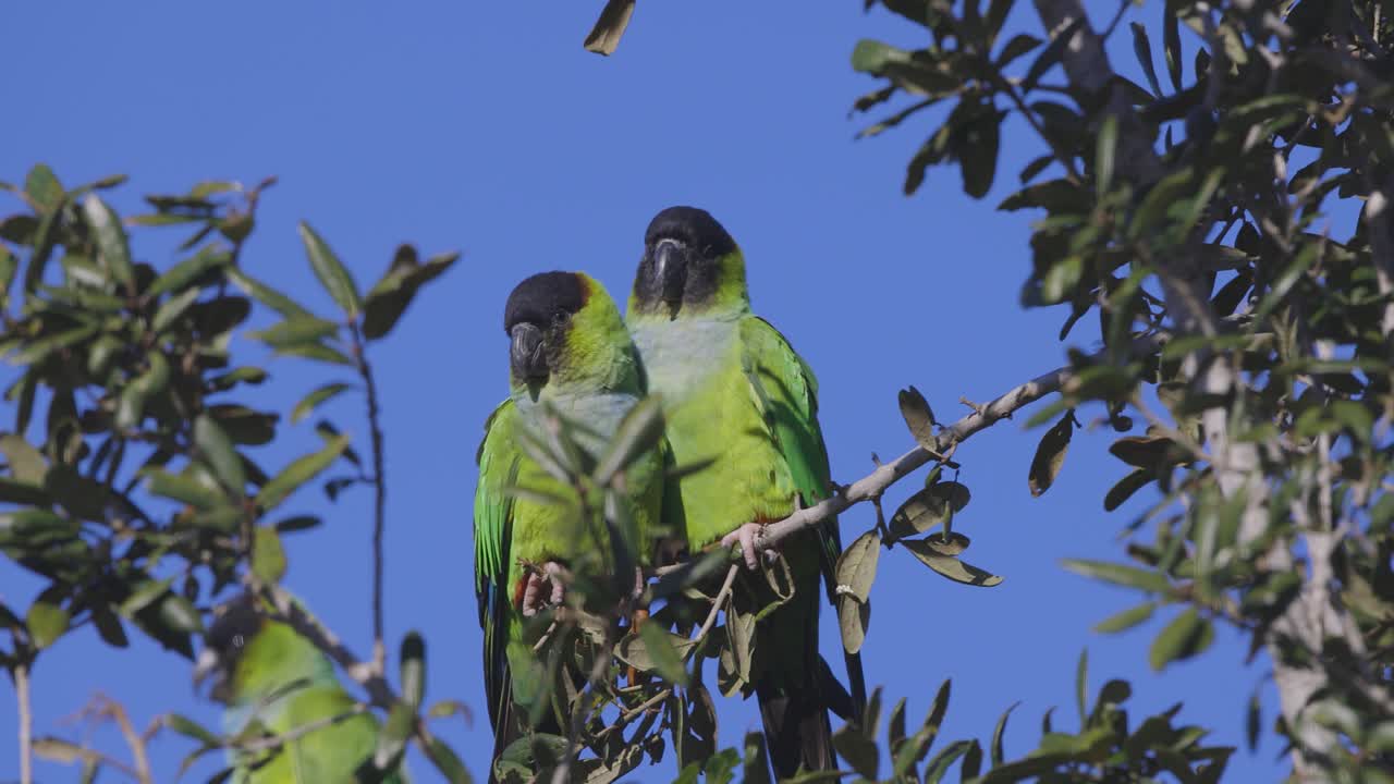 Wild Nanday Parakeets sit on a tree branch preening each other in Florida