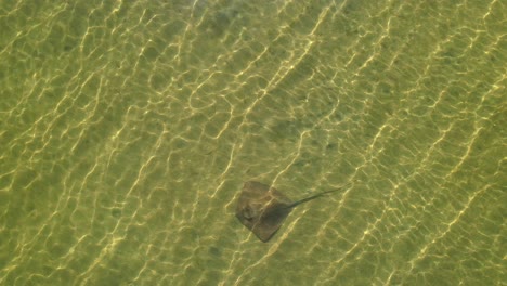 Mantarraya-Nadando-En-Aguas-Poco-Profundas-En-Busca-De-Comida-Vista-Aérea