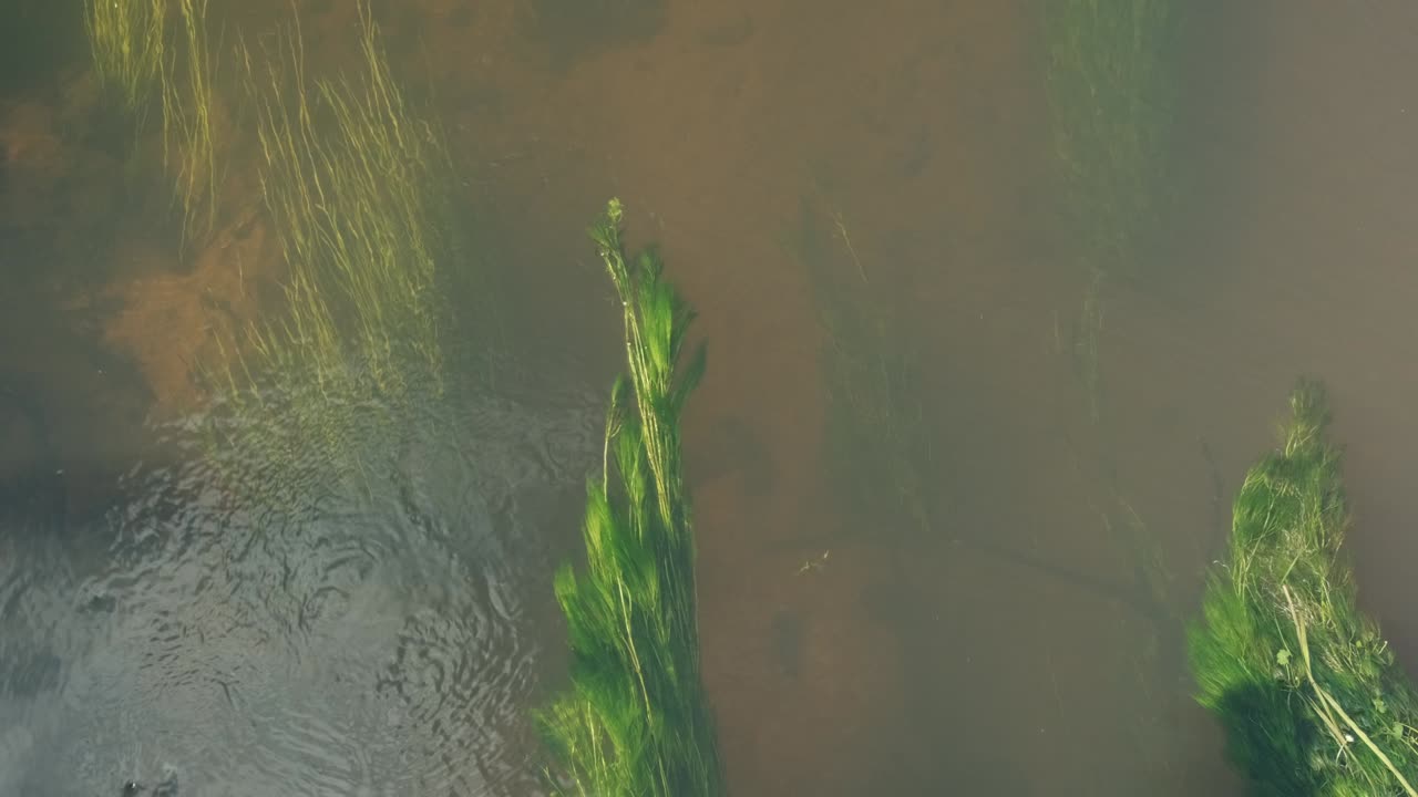Long grass, algae under water surface sway in the river stream in sunlight, top down view