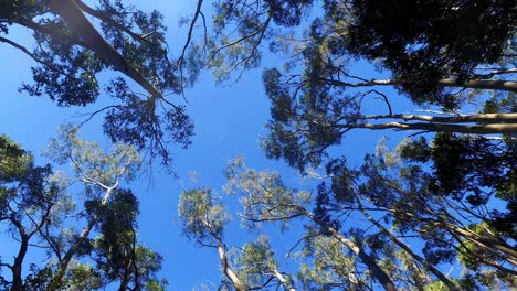 tasmania tiene muchos árboles altos.