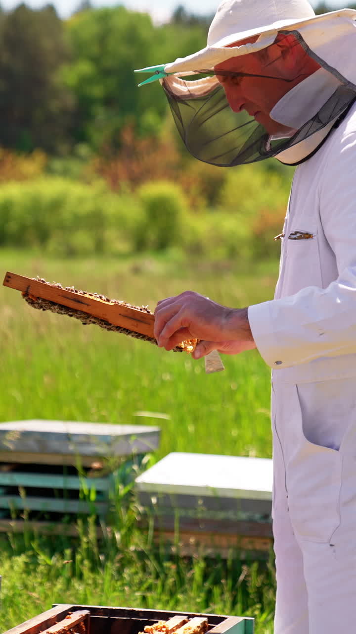 Adult beekeeper in white outfit and protective hat picks up a honey frame. Apiarist looks carefully at bee colony. Blurred sunny natural backdrop. Vertical video
