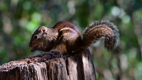 the indochinese ground squirrel is commonly found in thailand just about anywhere it can thrive