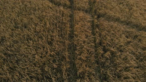 view of forest and field in kolbudy, kaszubia, pomorskie, poland