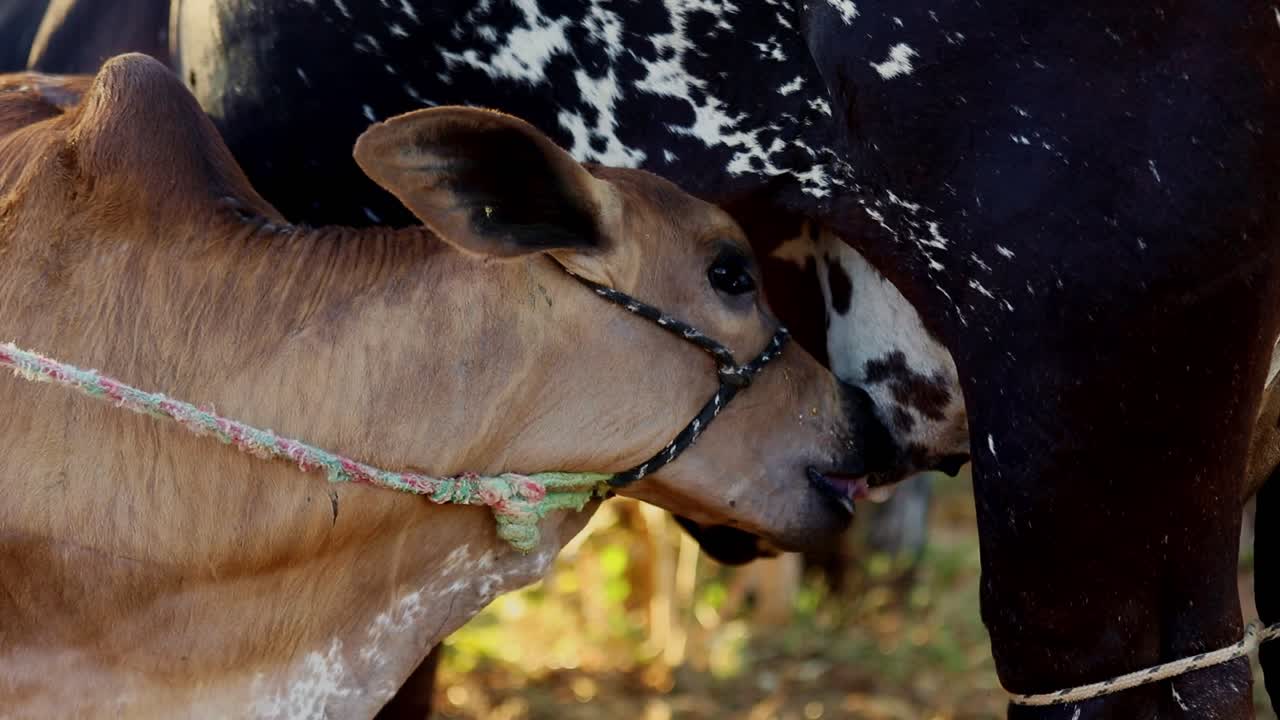 Un vitello appena nato che succhia il latte dalla mammella di sua madre, isolato all'aperto