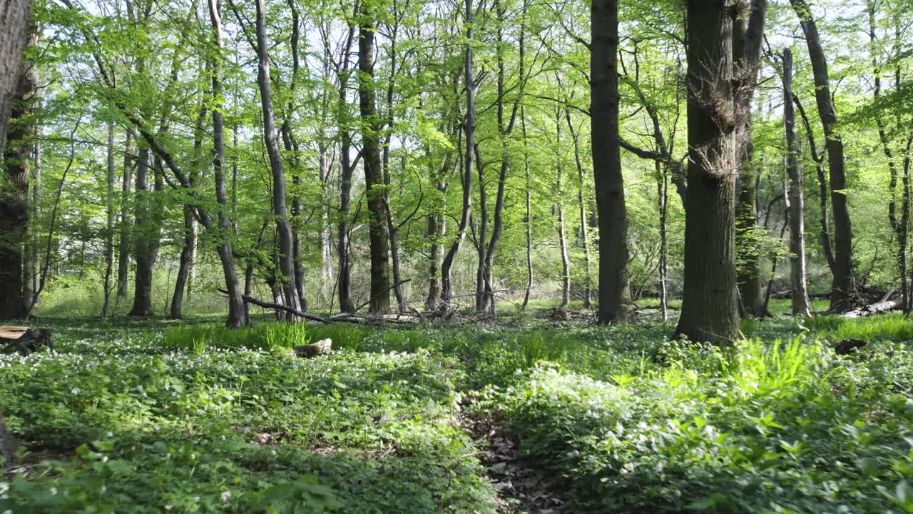 Sole che filtra attraverso alberi rigogliosi in una foresta verde, movimento in avanti.