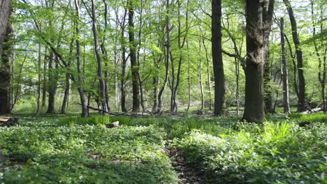 Sunlight-shining-through-lush-trees-in-green-Forest,-Forward-movement