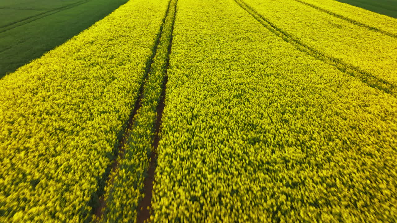 Flyover Person Running On The Pathways Of Blooming Canola Oil Crop In Vast Agricultural Land. Aerial Drone Shot