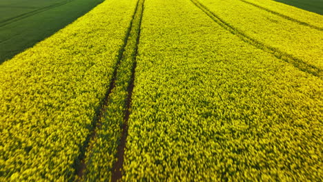 flyover person running on the pathways of blooming canola oil crop in vast agricultural land. aerial drone shot