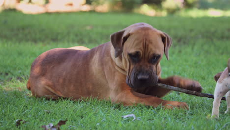 jack russell and mastiff dog play fight over stick on green grass in summer