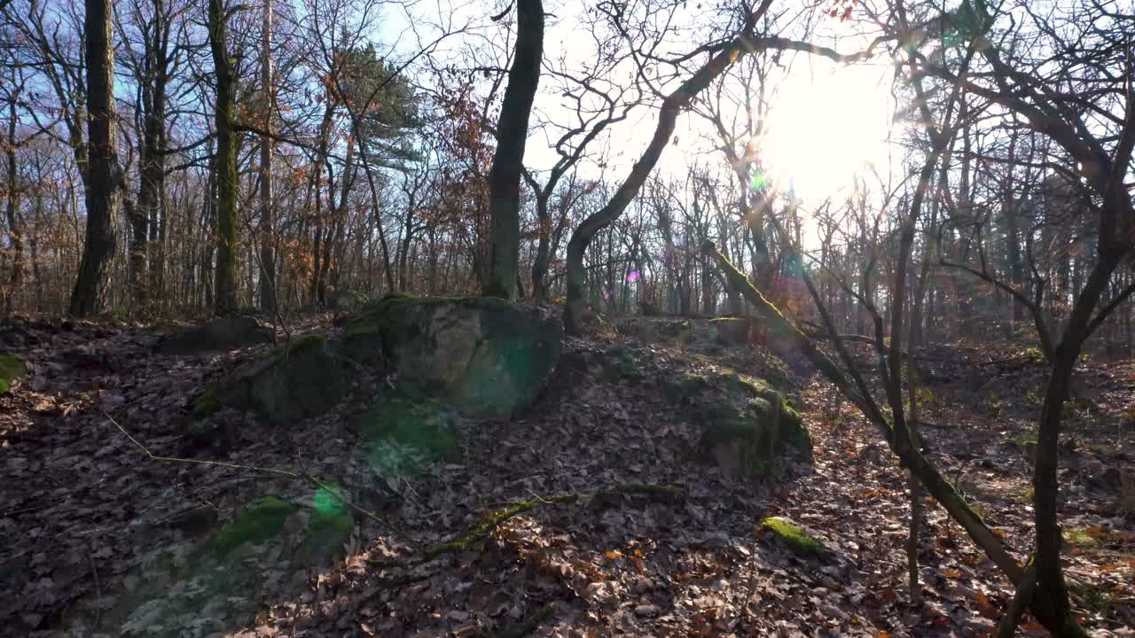 이끼 낀 바위와 바위가 있는 가을 후 햇볕이 잘 드는 낙엽 활엽수림, 돌리