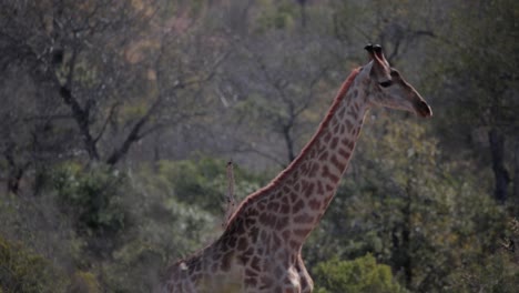 jirafa caminando en la selva africana