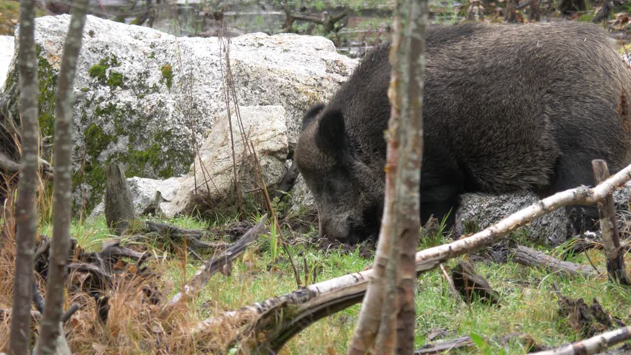 Cinghiale affamato che mangia dal terreno in una foresta autunnale.