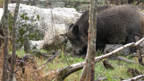 Hungry-wild-boar-eating-from-ground-in-autumn-forest