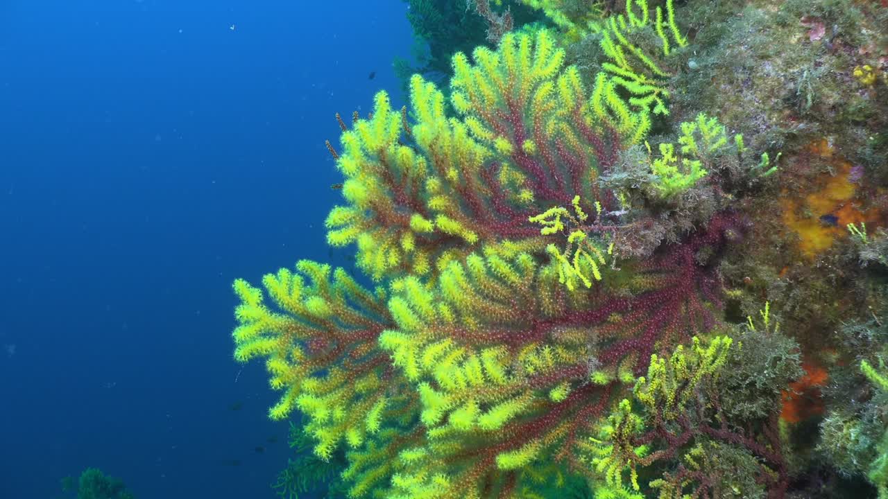 Diving along sea fan in yellow and red color Mediterranean Sea