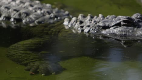 Alligator-Wartet-Geduldig-Auf-Beute,-Unscharf