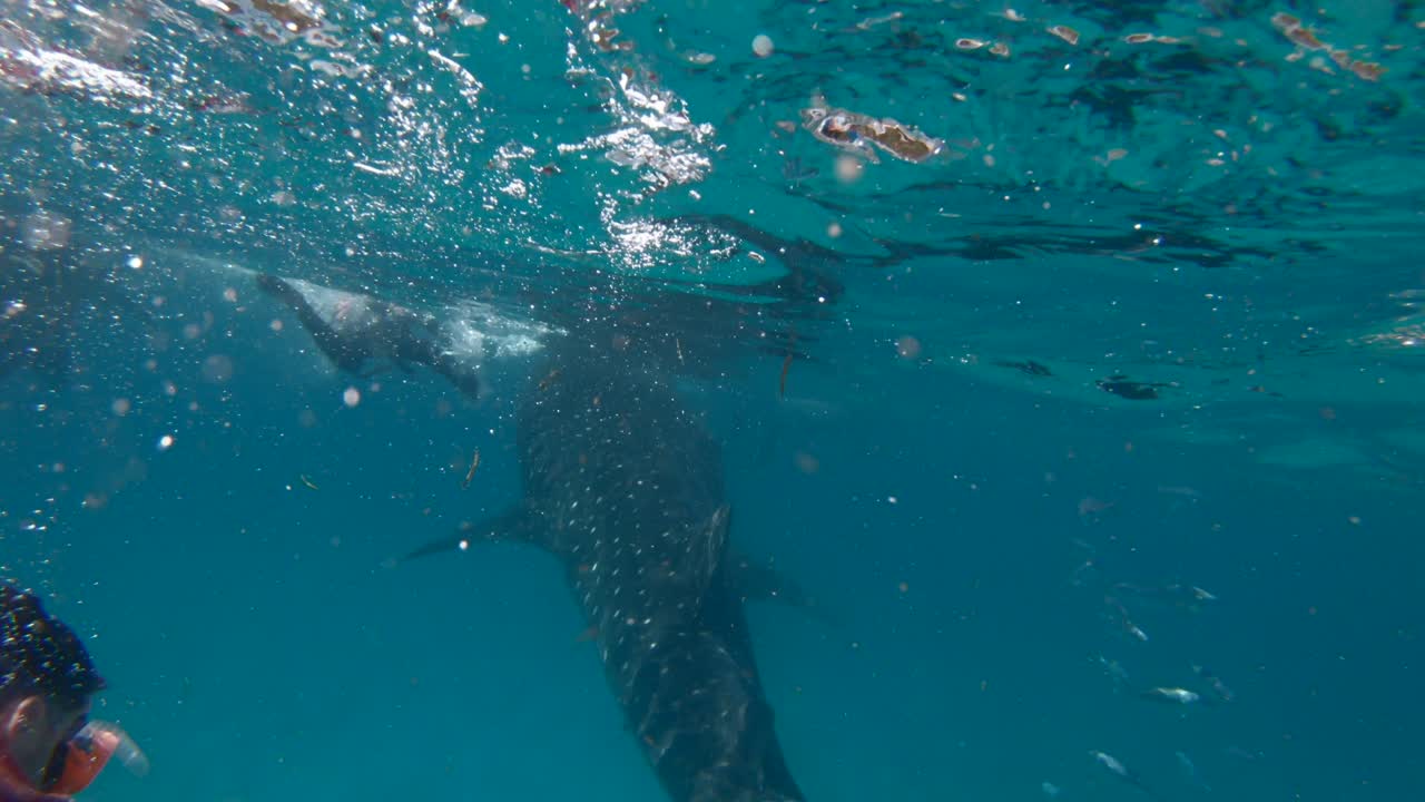 interactúa con un gran tiburón ballena en las claras aguas azules de las filipinas