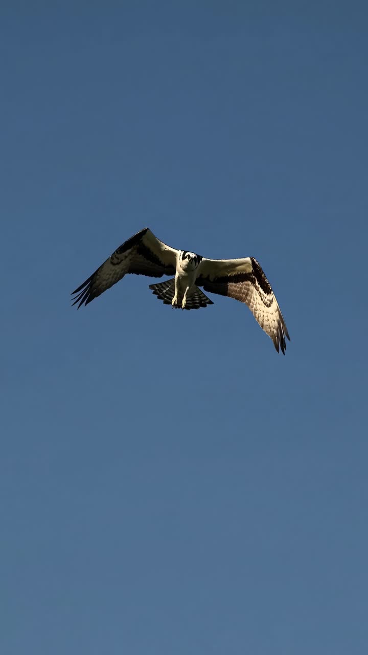 Aerial view of an osprey soaring against a clear blue sky, captured mid-flight