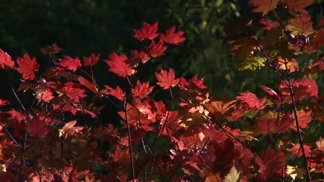 Beautiful red leaves mark the start of the fall season