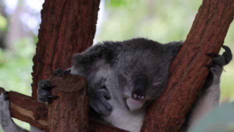 koala sleeps and shifts slightly in a eucalyptus tree