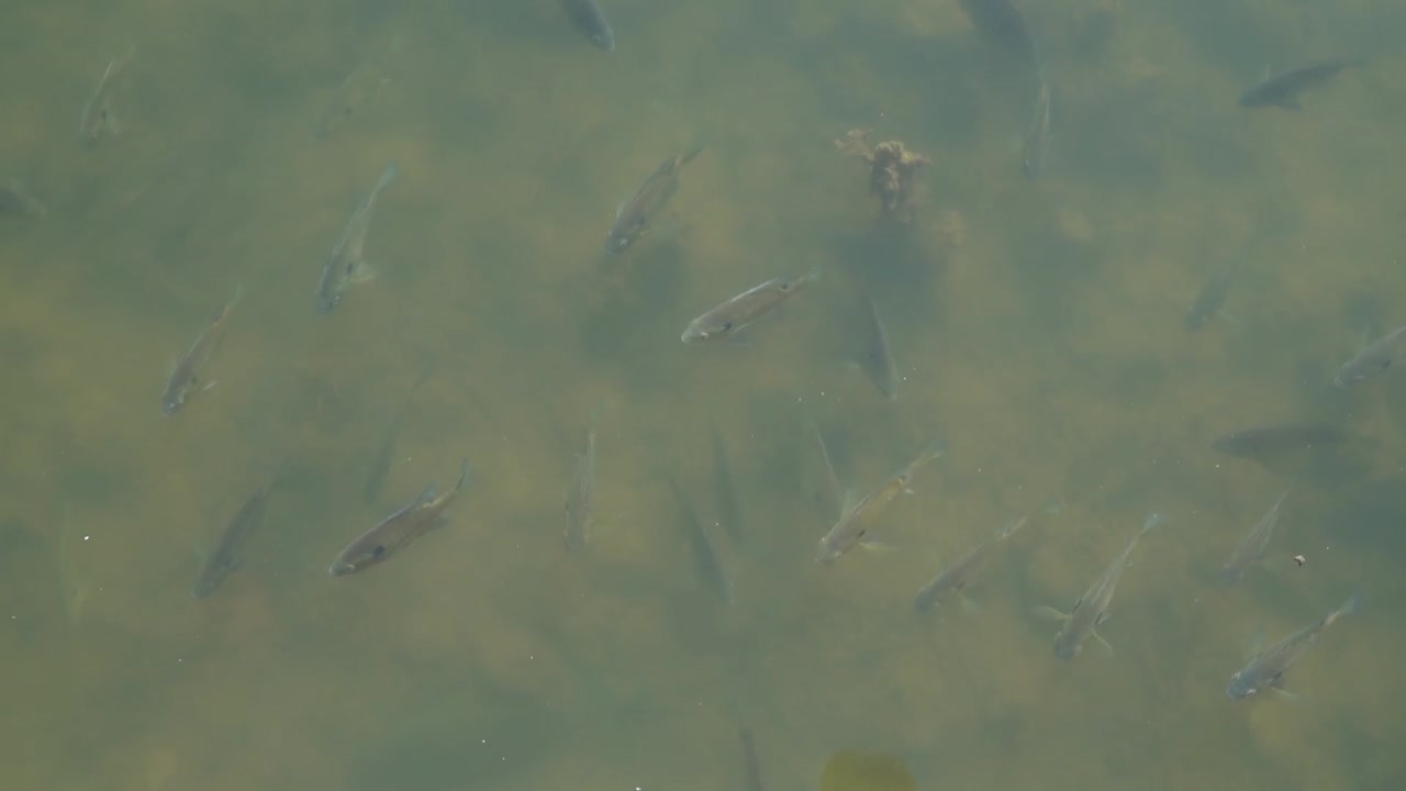 모잠비크 라피아 (mozambique tilapia) 는 아프리카 중부와 남부의 동쪽으로 흐르는 강에서 자생하는 깊은 몸집의 물고기입니다.