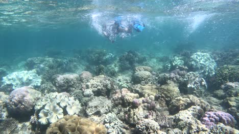 tourist woman snorkeling and enjoying swimming above the large impressive shallow reef and the stony staghorn corals