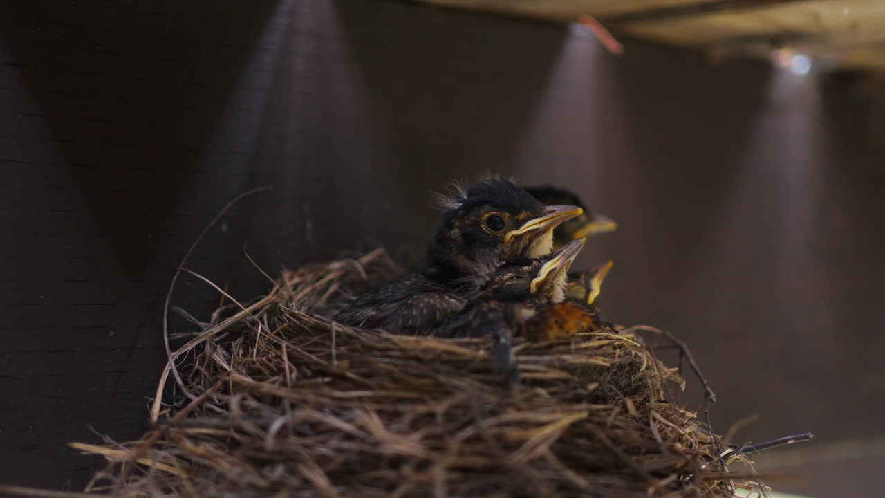Baby Birds in a Nest