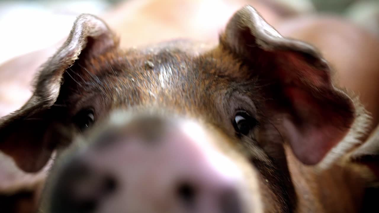 Close-up of pigs