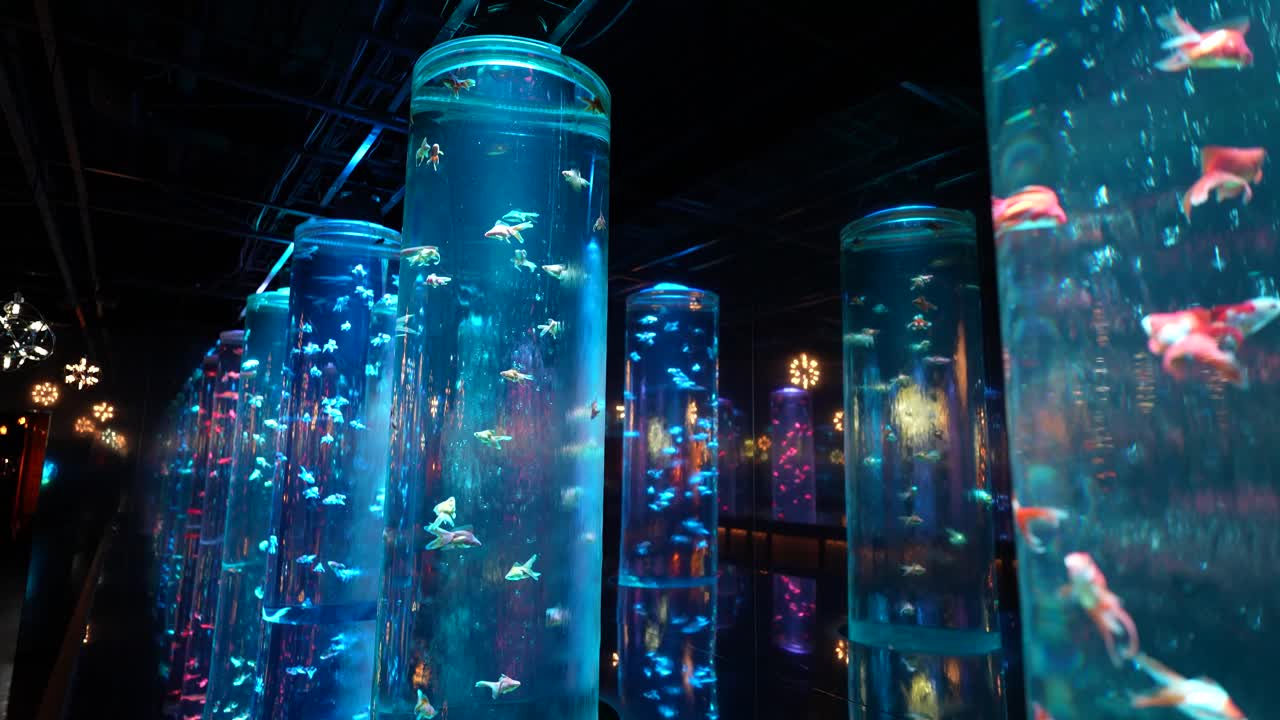 Illuminated Circular Fish Tanks in Dark Room, Art Aquarium Displays, Close Up