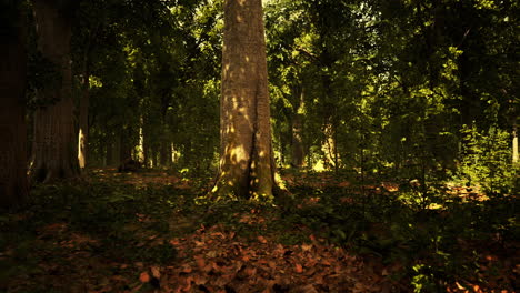 Misty-beech-forest-on-the-mountain-slope-in-a-nature-reserve