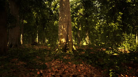 misty beech forest on the mountain slope in a nature reserve