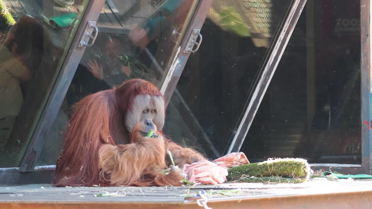 동물원 에서 식사를 즐기는 오랑우탄
