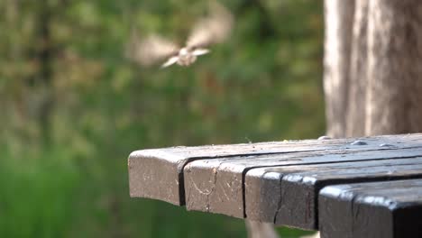 Vogel-Fliegt-Vom-Tisch-Im-Yellowstone-Nationalpark