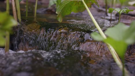 closeup of a small stream flowing over rocks