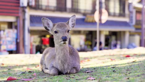 Die-Beste-Aussicht-In-Nara