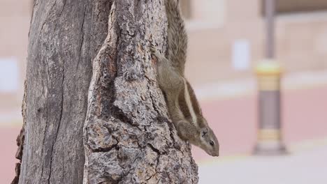 hermosa ardilla de palma india en un árbol de video en resolución full hd de alta calidad 1920 x 1080