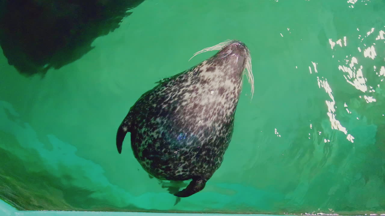 노르웨이 트롬쇠의 맑고 푸른 물에 떠 있는 항구 물개