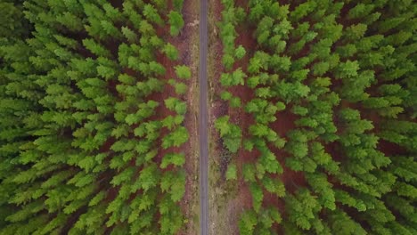 aerial top down view of road running between pine trees