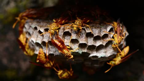 nest of hornets, they are entering the holes in the nest and walking all over it