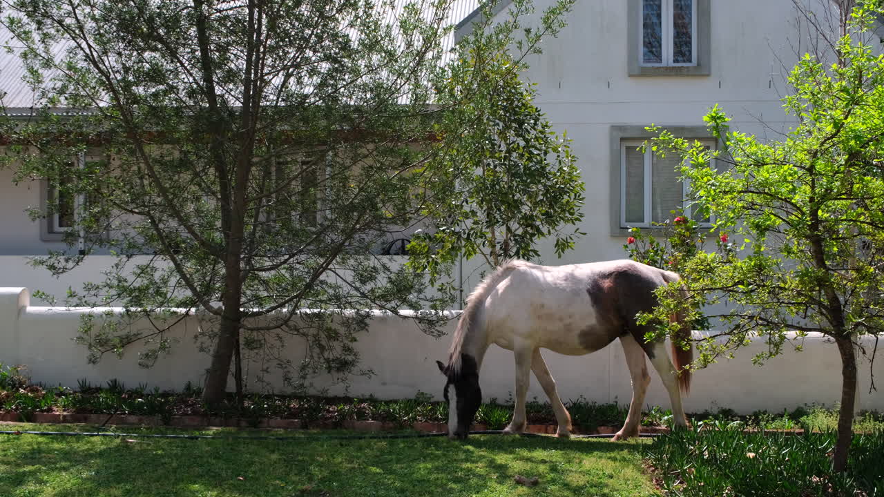 Wild horse leisurely grazes on grass near countryside house in Greyton, Overberg