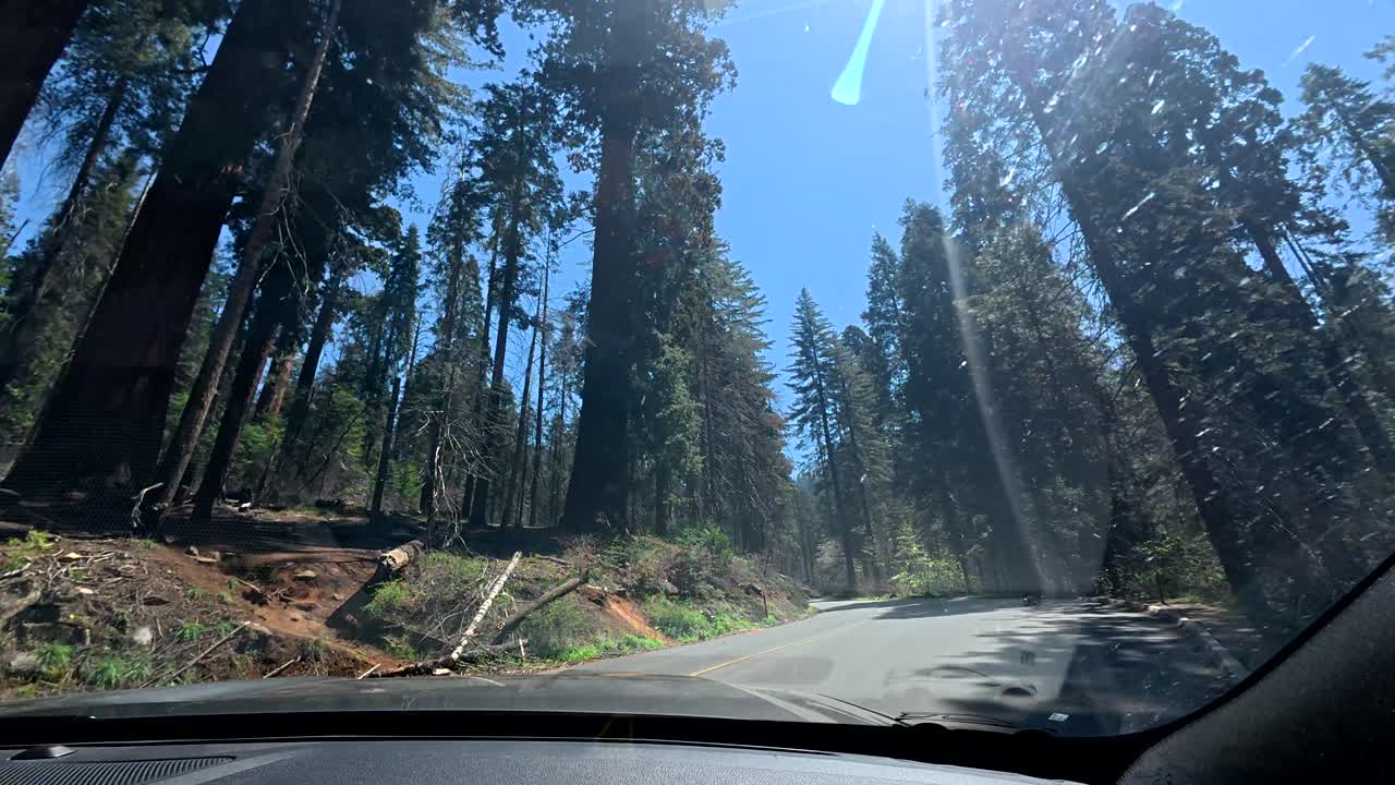 Punto di vista dall'auto che percorre una strada tortuosa attraverso una foresta di sequoie giganti