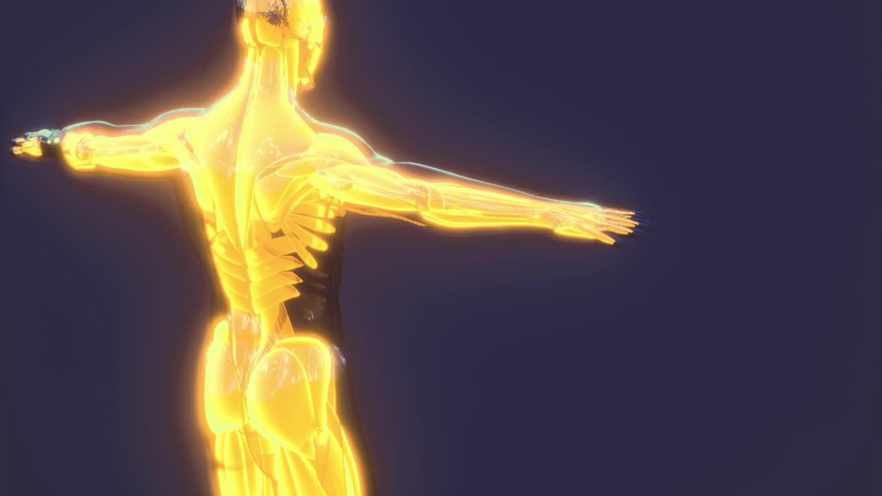 Detailed visualization of human body muscle anatomy in neon colors