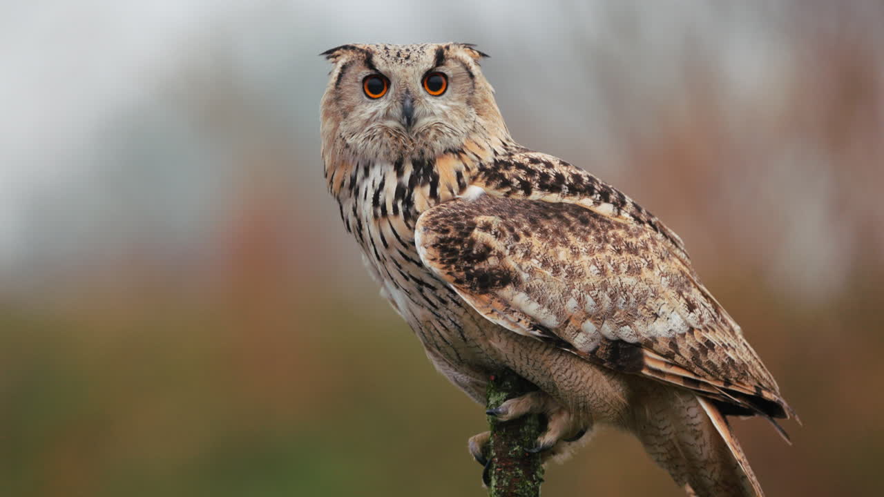 El retrato del búho águila