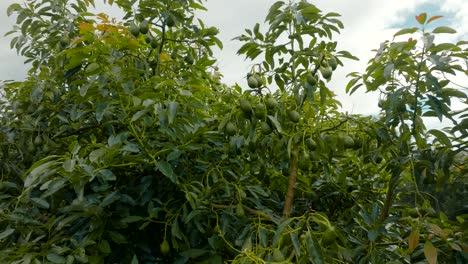 drone approaching an avocado trees with many fruits in organic and sustainable farms